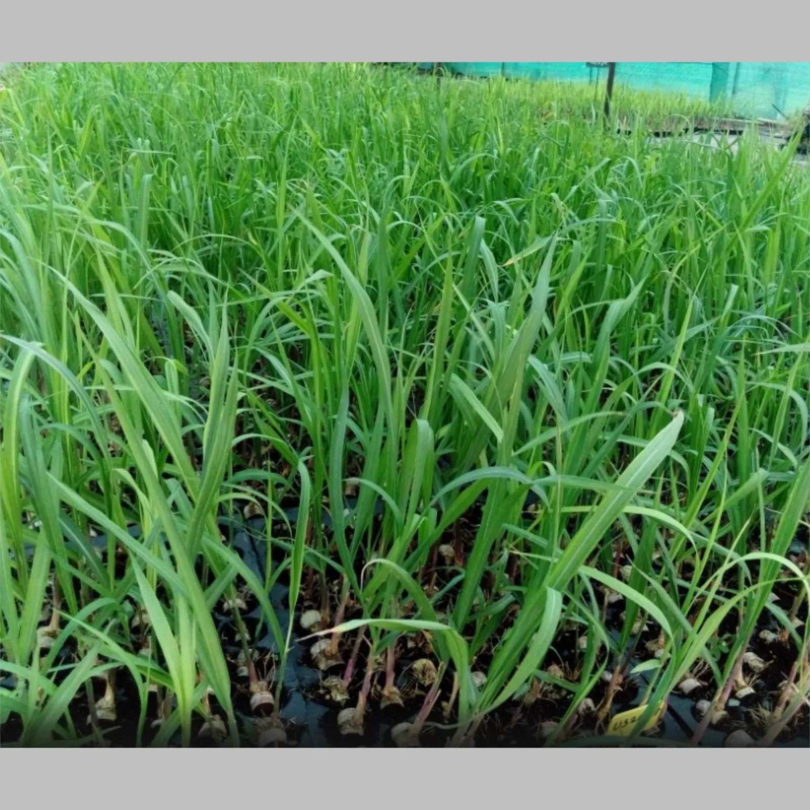 Comparing Scooping vs. Ring Type Sugarcane Bud Techniques: Which Is Best for Your Farm?